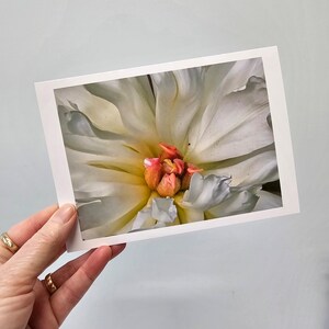 Cartes florales, cartes pivoine, cartes photo fleurs, carte de correspondance vierge fleurs cottage, pivoines blanches, pivoine n° 7