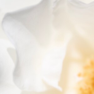 Georgia O&#39;Keeffe Inspired - Milk and Butter Rose - Yellow Decor - Wall Print