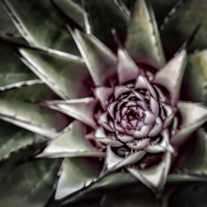 Georgia O&#39;Keeffe Inspired - Agave in Rare California Rain Garden Photography Sustainable