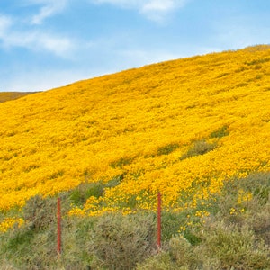 Carrizo Plains Hillside Daisies in Super Bloom