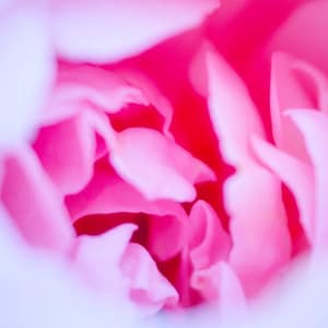 Inspirado en Georgia O'Keeffe - Rosa rosa y blanca - Arte de pared