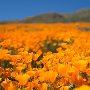 Georgia O'Keeffe Inspired - The Immortal California Poppy  Super Bloom