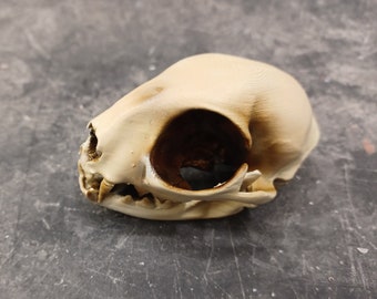 3D printed cat skull