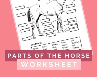 Parts of the Horse Worksheet