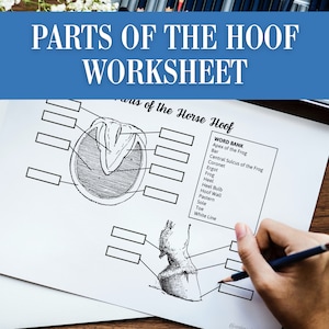 Parts of the Horse Hoof Activity Worksheet | Label Horse Foot Equine Veterinary Facts | Homeschool PDF Download | Farrier Blacksmith Diagram
