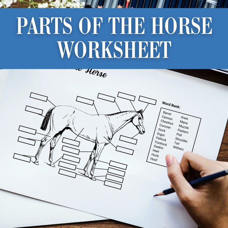 Parts of the Horse Activity Worksheet for Camp Horseback Riding Lesson