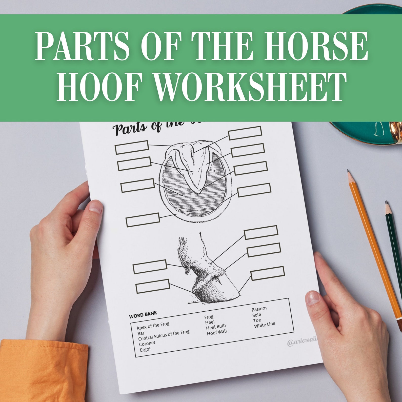 Label Parts of the Horse Hoof Homeschool Download Printable | Horseback ...