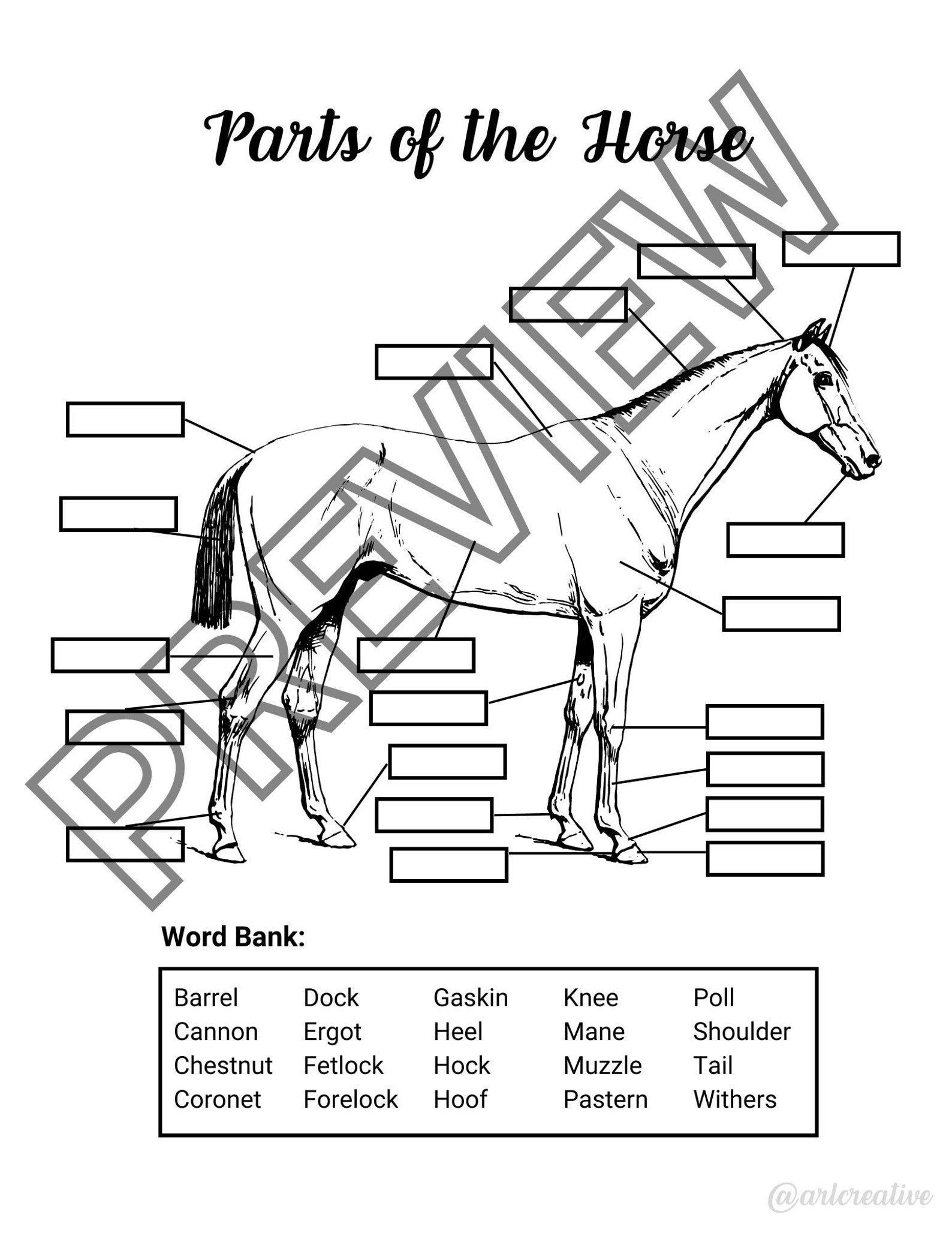 Parts of the Horse Worksheet - Etsy