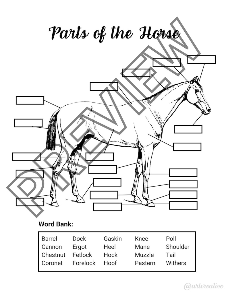 Parts of the Horse Worksheet - Etsy