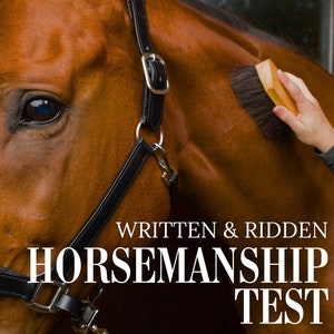 Op de afbeelding: Een bruin paard met een zwart halster wordt geborsteld met een houten borstel. De tekst "WRITTEN & RIDDEN HORSEMANSHIP TEST" is over de afbeelding gelegd.