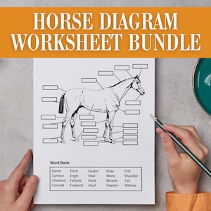 Może przedstawiać: Czarno-biały zestaw arkuszy z diagramem konia z tekstem "HORSE DIAGRAM WORKSHEET BUNDLE". Arkusz zawiera oznaczony diagram konia i bank słów z terminami takimi jak "Barrel", "Cannon" i "Chestnut". Obok arkusza leży ołówek.