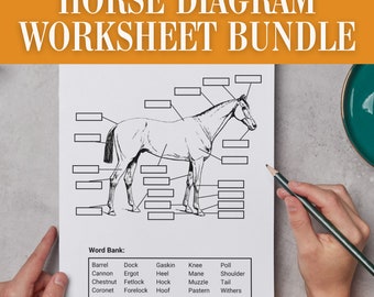 Horse Camp Worksheet Bundle | Horseback Riding Lesson Rain Day Activity | Homeschool Horse Diagrams | Equestrian Printable Workbook Packet