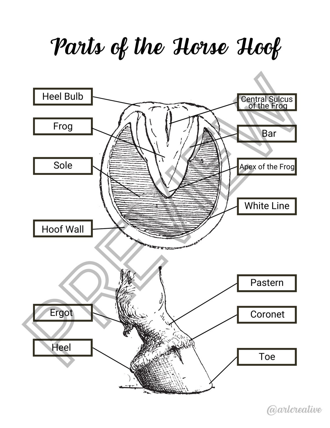 Parts of the Horse Hoof Horse Worksheet Horse Camp Activity Etsy