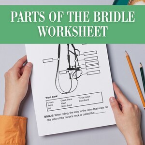 Parts of the Horse Bridle Worksheet | Horse Camp Activity Worksheet | Equestrian Learning Homeschool | Horse Tack Labeling | Horse Equipment