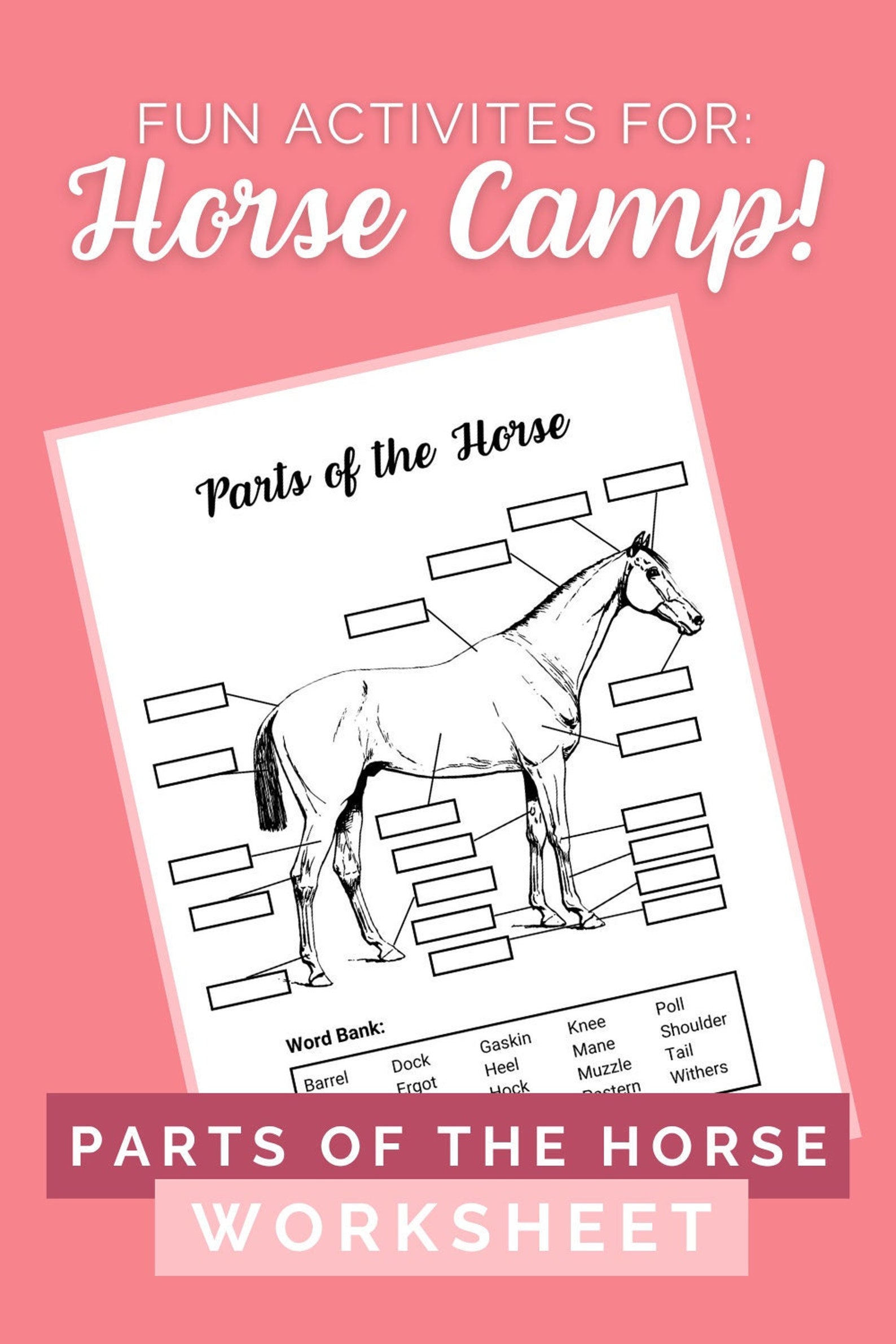 Parts of the Horse Worksheet - Etsy