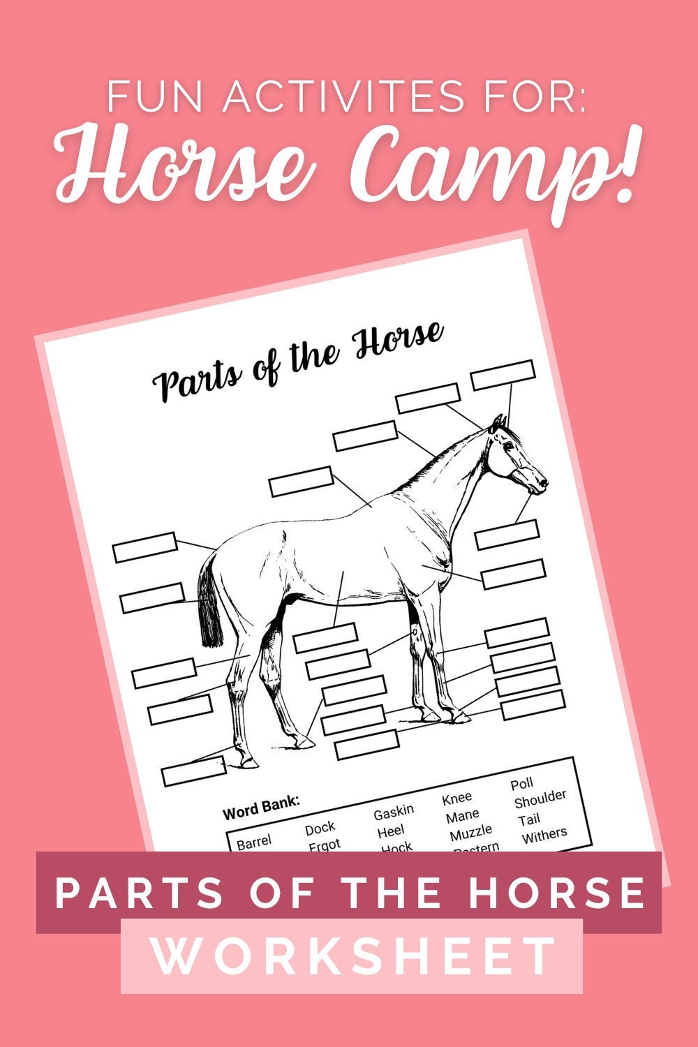 Parts Of The Horse For Kids