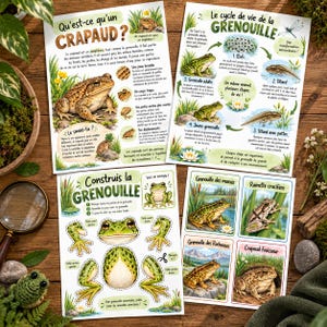 Educational PDF on Frogs and Toads, 20 pages, anatomy, life cycle and species, homeschooling, summer activity