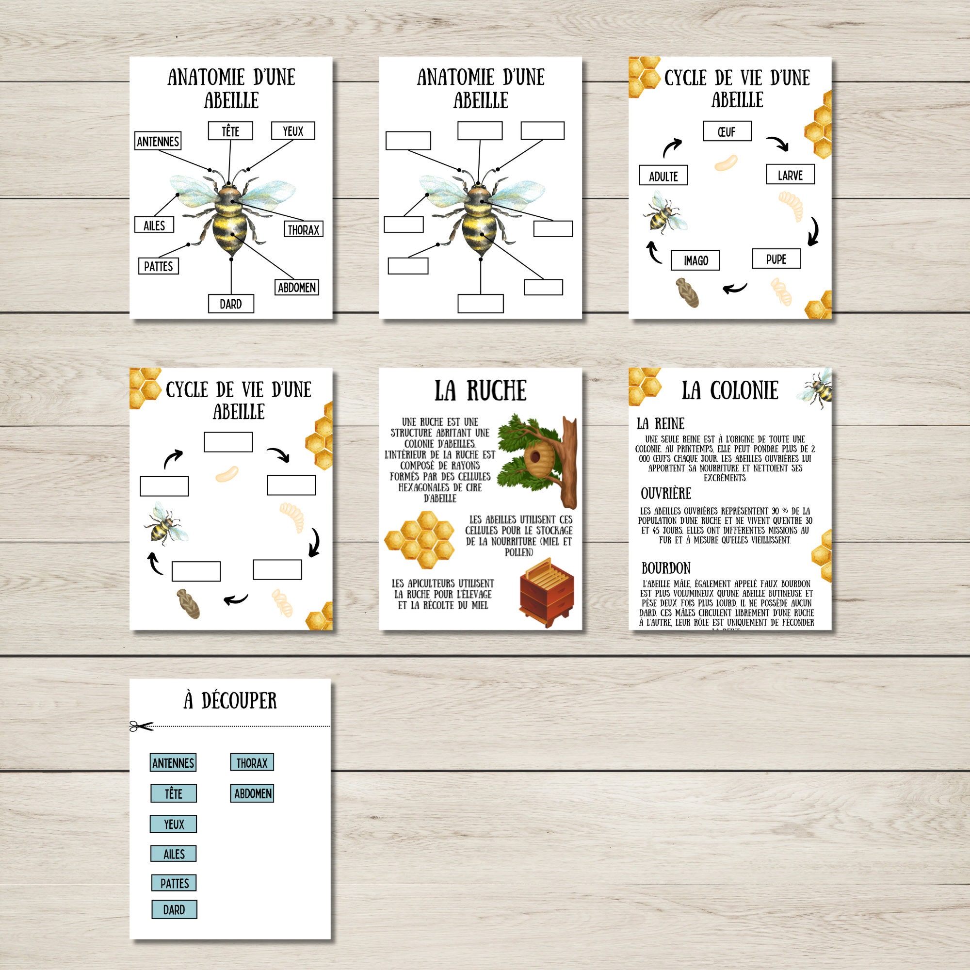 Printable Forest Book for Homeschool, Nature Study Learning Materials ...
