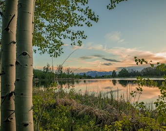 Instant Download, Aspen trees near a Rocky Mountain Lake, Lake Creek, Wasatch County, Utah