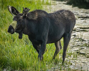 Adolescent Bull Moose, Rocky Mountain Wildlife Photography, Instant Download