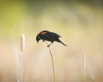 Photograph Red-winged Black bird, Instant Download
