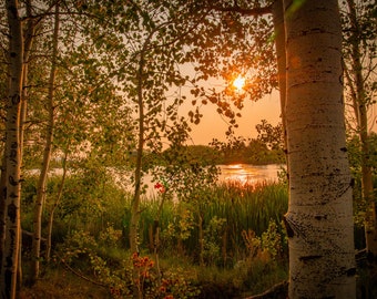 Instant Download,Aspen Trees near a Rocky Mountain Lake, Fall, Wasatch Cache National Forest