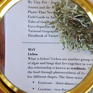 May include: A magnifying glass is over a page of a book about lichen. The text reads "What is lichen? Lichen are another group of algae and fungi that live together in very close association. This relationship is known as symbiosis. The fungus provides structure and protection for the algae, while the algae provides food through photosynthesis of its chlorophyll. Lichen come in a few different shapes. The three main types are: Fruticose - three-dimensional, branching, and shrub-like. Crustose - two-dimensional, flat, and crust-like. Foliose - leaf-like, with lobes that are attached to the substrate by rhizines."