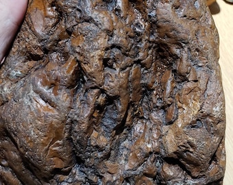 Grote bruine rivierjaspis