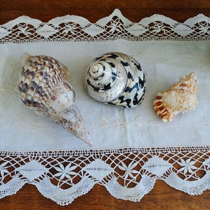 May include: Three seashells on a white lace tablecloth. The shells are different sizes and shapes, with brown, white, and black patterns.