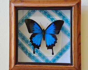 Real Framed Papilio Ulysses Butterfly in Vintage Wooden Box - Unique  Handmade Unique lace lines background design - Perfect Gift for Her