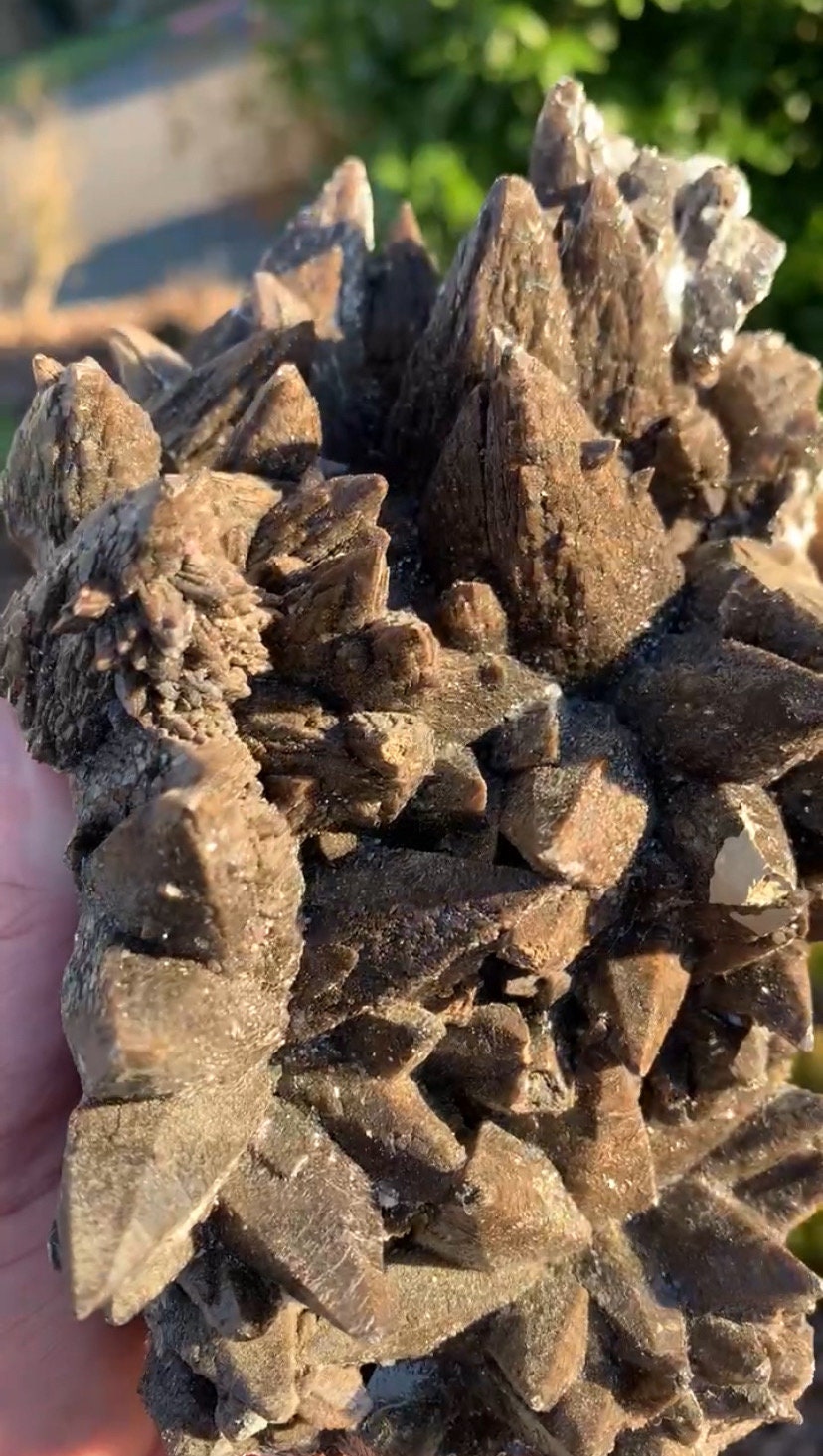 Black Dragon Tooth Calcite