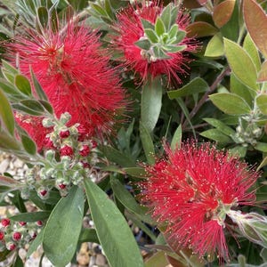 May include: A close-up shot of a red bottlebrush flower, showcasing its distinctive shape and texture. The flower's numerous stamens give it a brush-like appearance. Green leaves and buds provide a contrasting backdrop, highlighting the flower's vibrant colour.