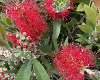Bottlebrush Callistemon Splendens plant shrub in 9cm pot evergreen red flowers