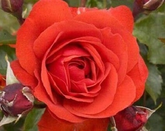 Shrub/Bush Rose Trumpeter Red/Orange Fragrant Flowers, 4lt Pot Plant Floribunda