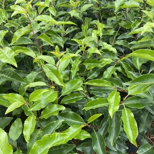 May include: A close-up of a dense, green bush with small, oval-shaped leaves. The leaves are a vibrant shade of green and have a slightly glossy texture.