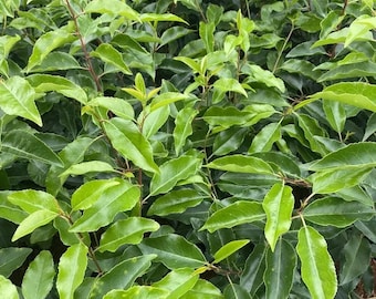 3 off Portuguese Laurel Plant Evergreen Hedging Tree Shrub In 2lt Pot 50 Cm Tall