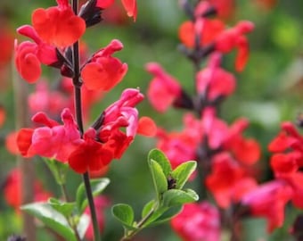 3 x Salvia Royal Bumble plant ornamental sage perennial red flowers