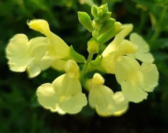 3x Salvia Lemon Light plug plants, ornamental sage perennial yellow flowers