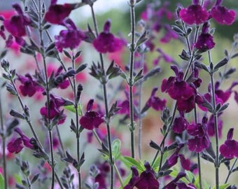 3x Salvia Nachtvlinder plug plants purple flowers perennial, sage