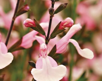 3x Salvia Lara plug plants, aromatic ornamental sage perennial, pink flowers