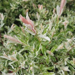 May include: Close-up of a shrub with variegated leaves and pink and white tips. The leaves are a mix of green, white, and pink, creating a vibrant and textured appearance. The plant appears healthy and well-maintained, suitable for landscaping.