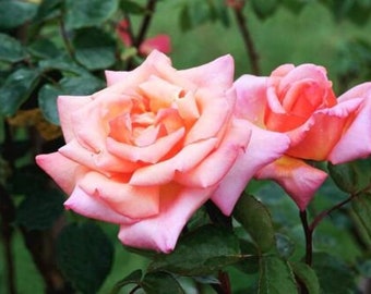 Climbing Rose Compassion, apricot-pink fragrant flowers, 4lt potted garden plant