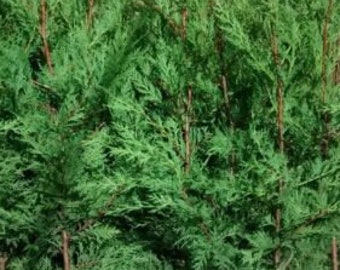 6 x Conifer hedging plants green Leylandii 2 lt pots evergreen trees, 70-90 cm