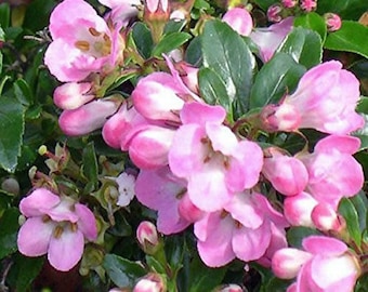 Escallonia Apple Blossom Plant, Pink Flowering Shrub, Evergreen, Hardy, 9cm Pot