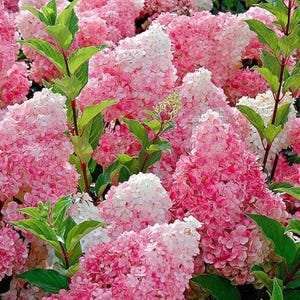 May include: A close-up shot of a cluster of pink and white hydrangea flowers. The flowers are in full bloom, with a mix of light pink and white petals. Green leaves and stems are visible, creating a vibrant contrast.