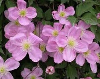 Clematis Montana Rubens, 9cm pot climbing plant, fast climber, pink flowers