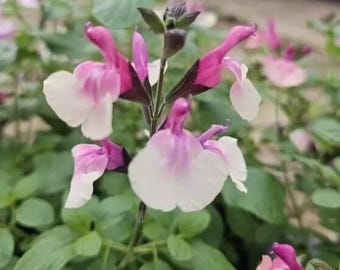 3x Salvia Raspberry Melba plug plants ornamental perennial cream/pink flowers