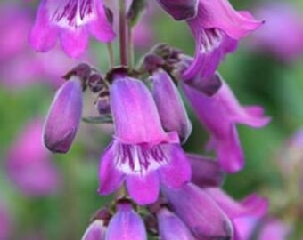 3x Perennial Penstemon Sour Grapes plug plants blue/purple flower beardtongue