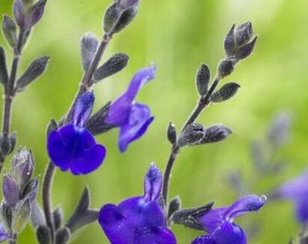 3x Salvia Blue Note perennial plug plants, aromatic ornamental sage deep blue