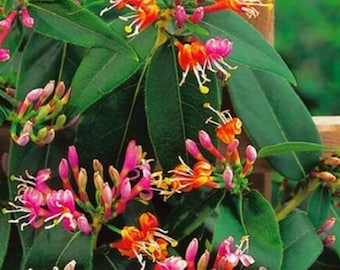 Lonicera Honeysuckle HenryII 9cm pot climbing plant, evergreen, fast climber